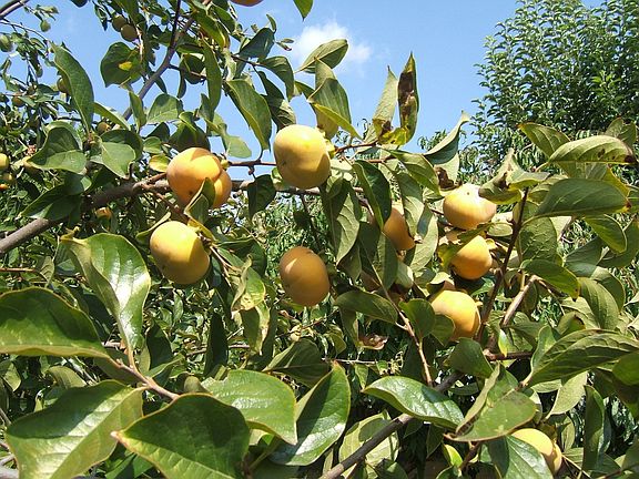 Persimmon Tree