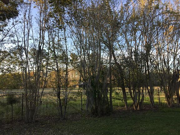 Crape Myrtles