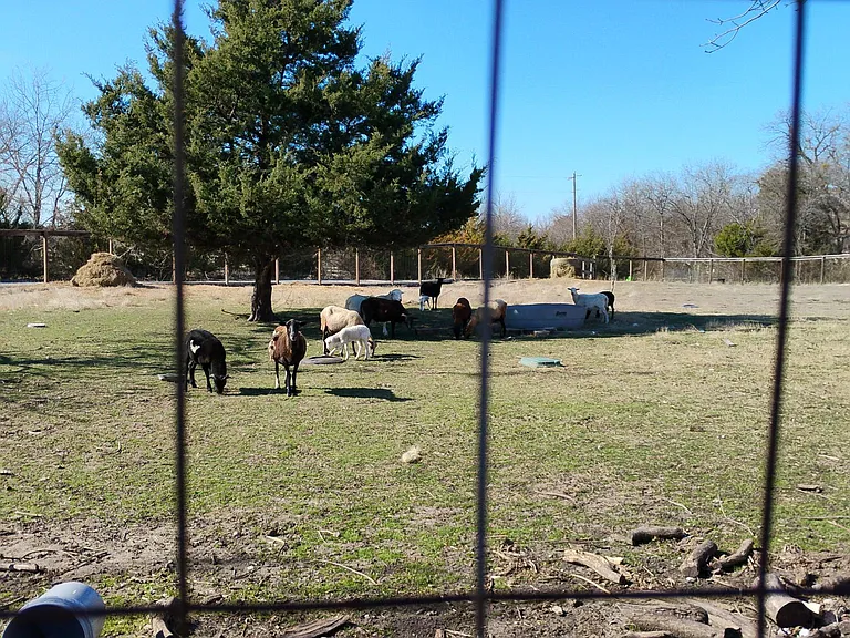 sheep