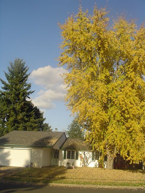 A fall photo from green to yellow