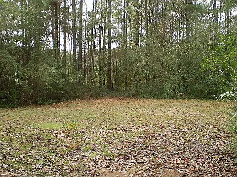 Back yard