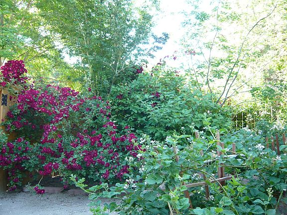 Side Yard - Berries & Roses