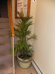 Rented by Link NY Realty