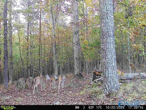 2nd image of 100 Ac Hwy #11