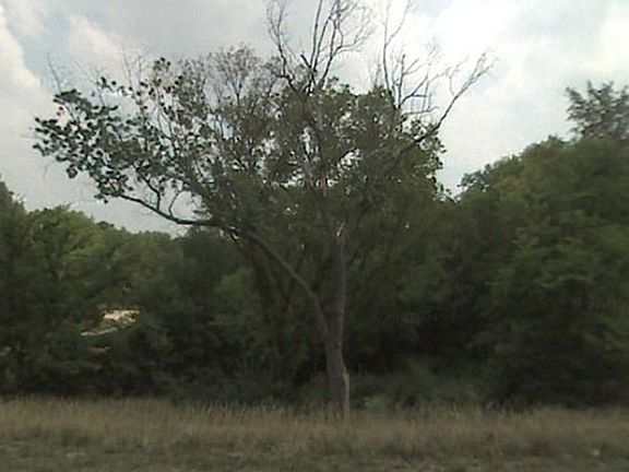3rd image of 1103 Cecelia Ave