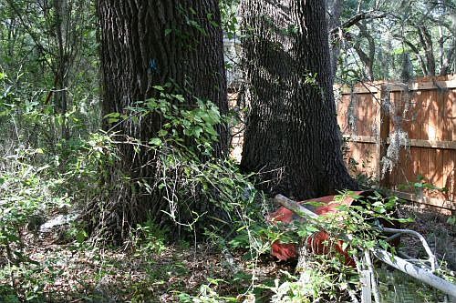 barrel shows size of oaks and prop is divided by privacy fence
