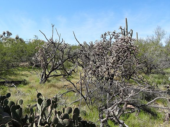 3rd image of 4750 W Camino Nuestro #17