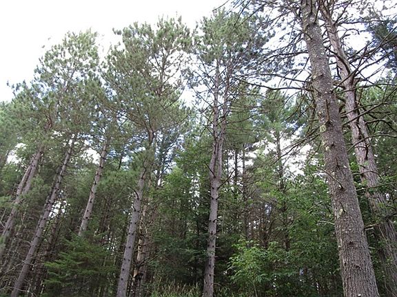 4th image of Prcl 18 Camp Nokomis Rd