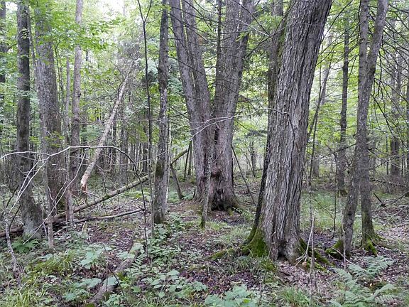 5th image of +/-80 Acres PINE AVENUE