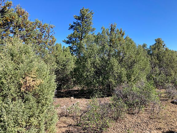 3rd image of 1 Ponderosa