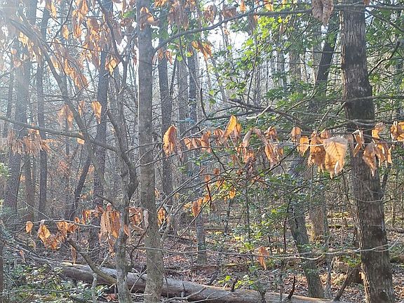 4th image of 0 Bent Wood Ln