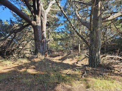 340 Driftwood Avenue, Bodega Bay, CA, 94923