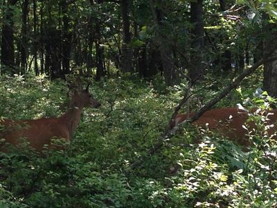 B179 Forest Lake Dr, Jim Thorpe, PA, 18229