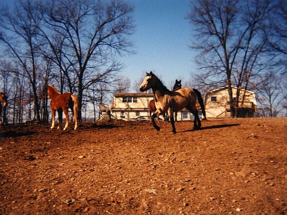 Gentlemen's Horse Farm