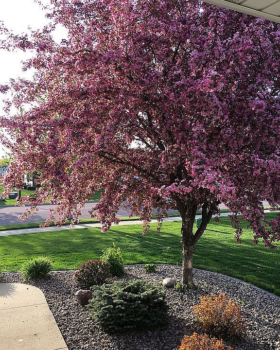 2nd image of 2229 Aspen Ln