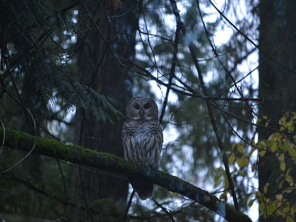 Barred Owl, Guest