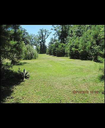 Beautiful grass and trees