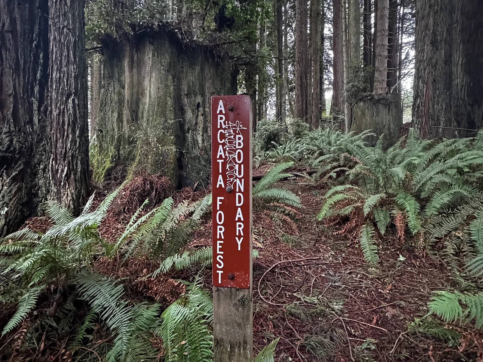Fickle Hill Rd, Arcata — Photo 2
