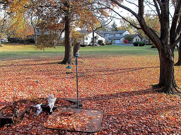 Fall carpet of leaves