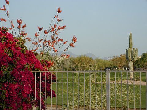 backyard view