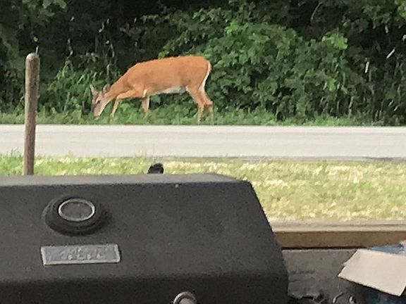 friendly daily visitors