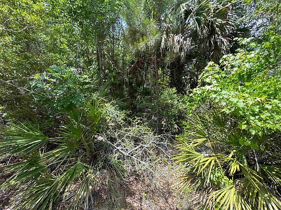 5th image of X Cabbage Palm Ct