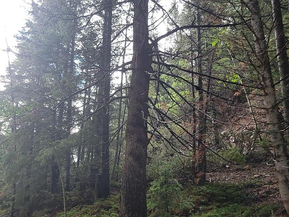 2nd image of LOT 8 N Bryce Woodland Dr