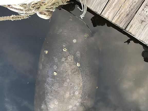 Manatee at the dock. ??