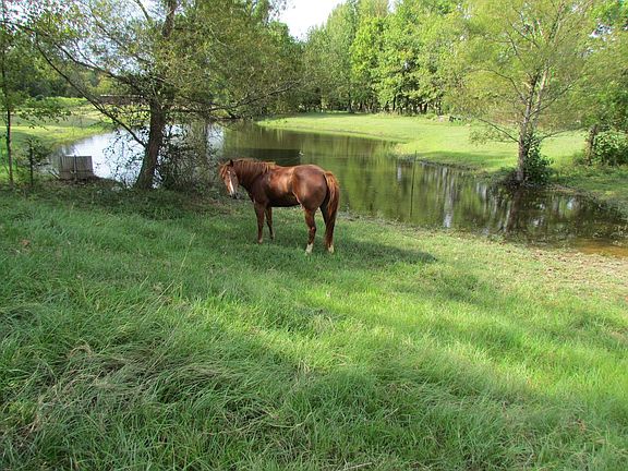 Pasture behind home