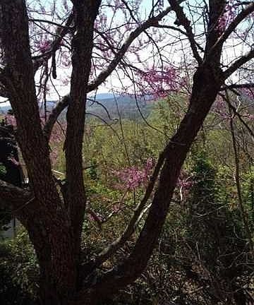 5th image of 378 Rainbow Mountain Dr #6