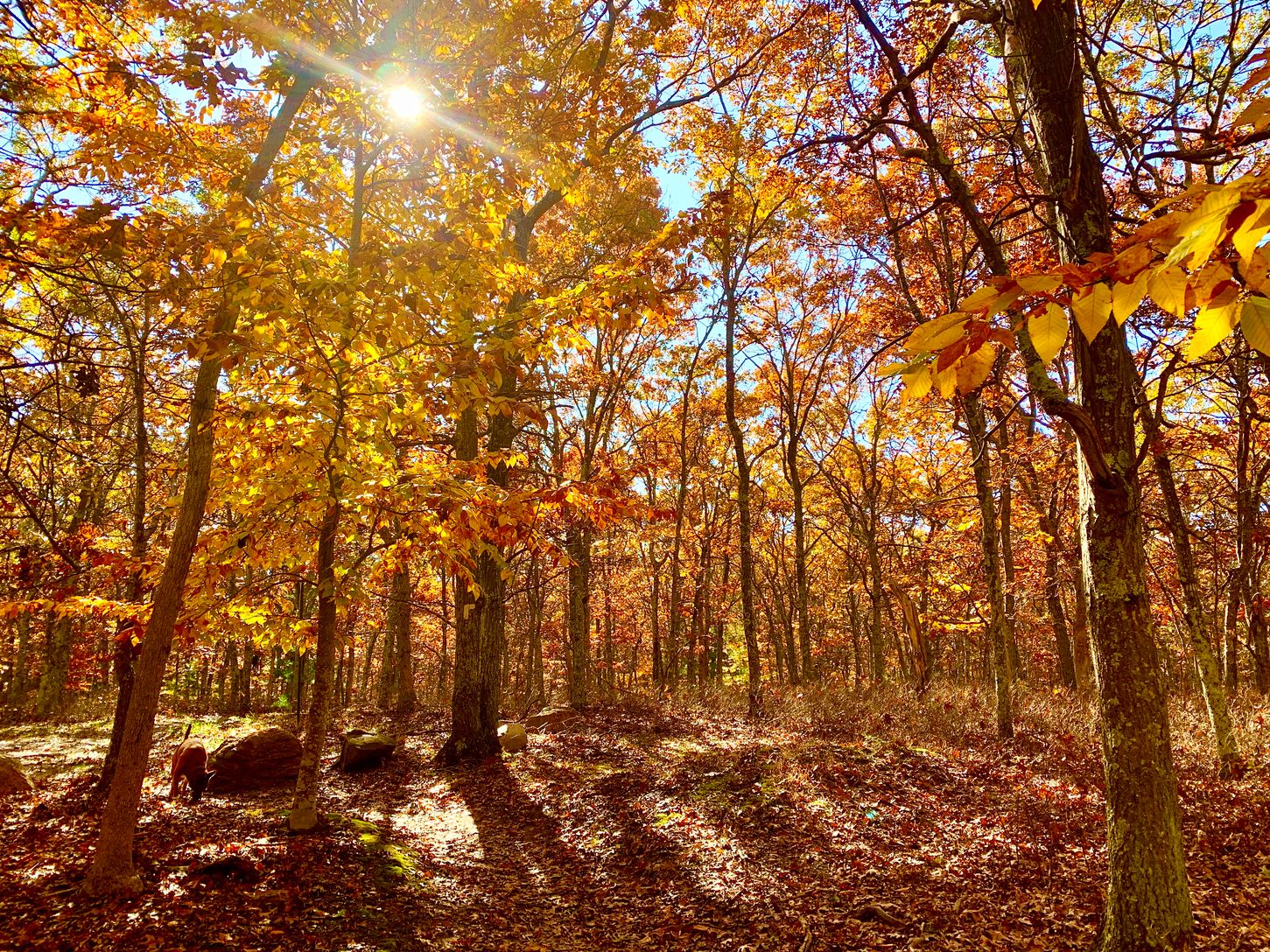  The trail right next to the house in the fall
