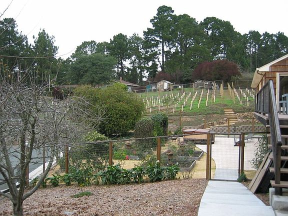 Orchard, vineyard and garden boxes in the back garden