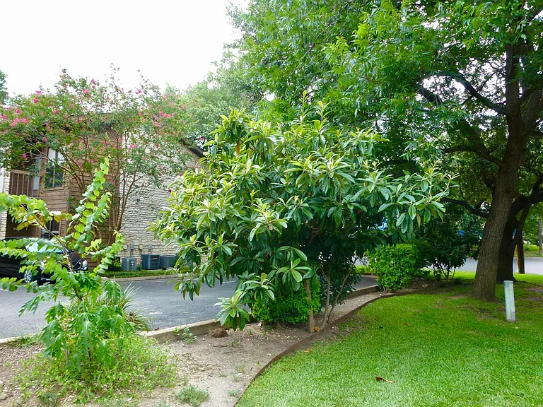 Nice trees.