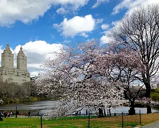 Rented by Citi Habitats