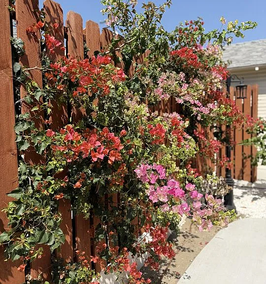 531 Burchett St — Photo 16
