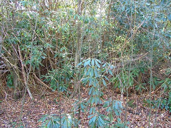 4th image of 109 Tiger Lily Trl