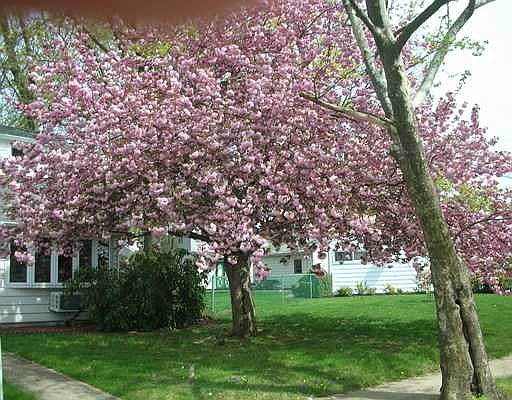 3rd image of 29 Marshall Pl
