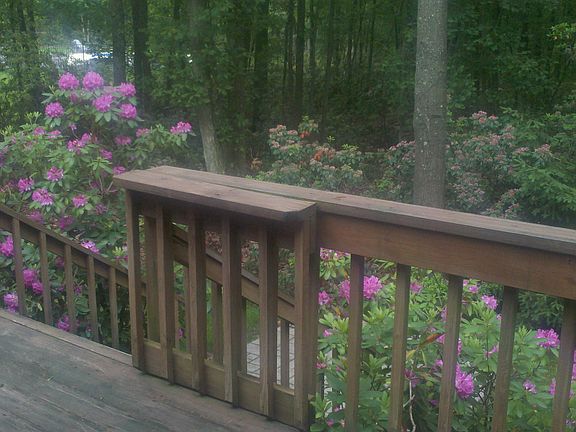 surrounded by rhododendron