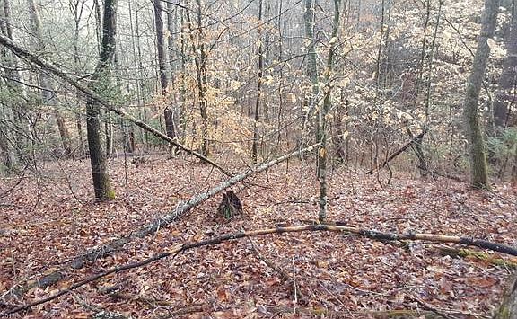 3rd image of 000 Old Burnsville Rd