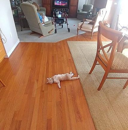 Beautiful hardwood floors. 
