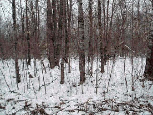 2nd image of On Lake Winter Rd