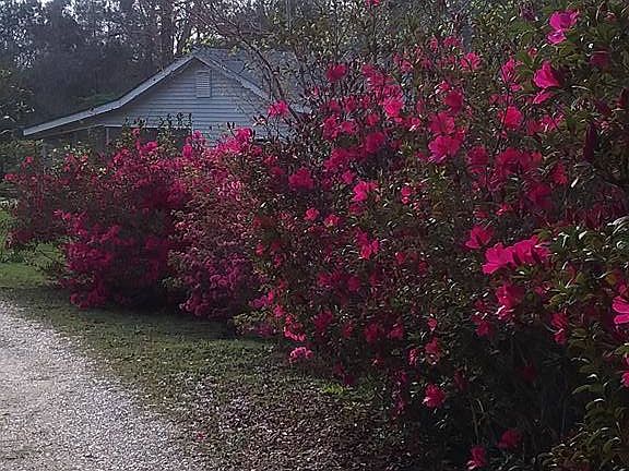 Azaleas on the driveway