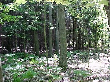 3rd image of 9205 White Pine Dr #96
