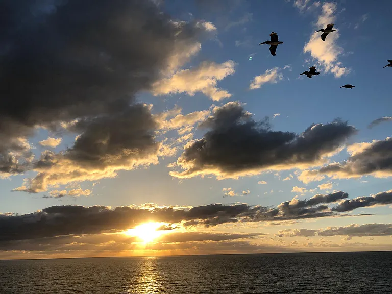 Frequent pelican visits!