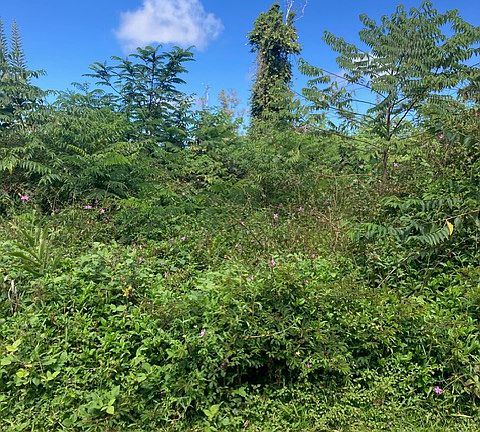 3rd image of 14-3481 Shell Rd Lot 930