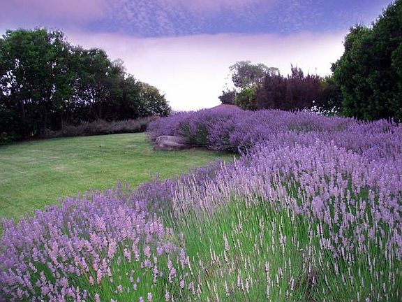 Summer Lavender