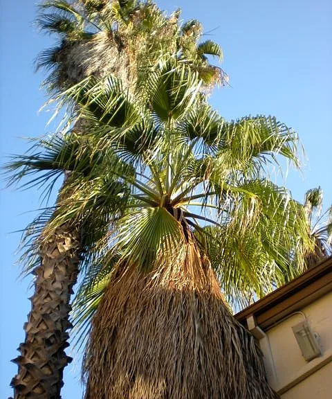 Beautiful palm trees