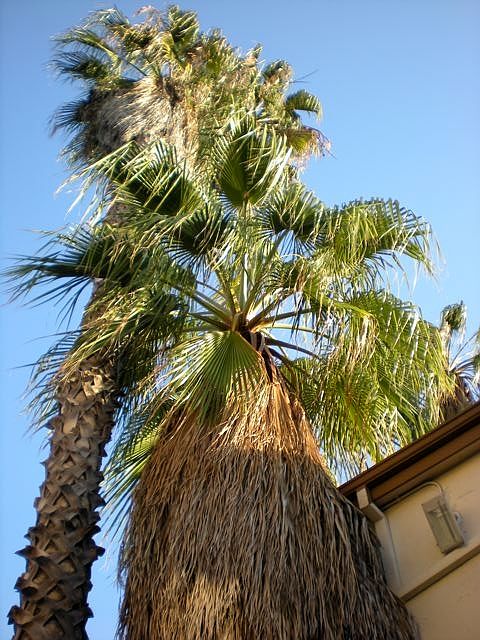 Beautiful palm trees