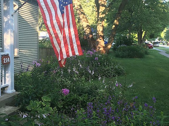 Summer Blooms