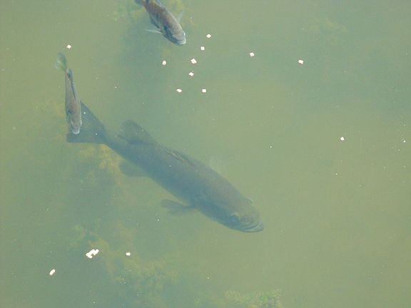 Catch 5-10 lb bass all day!